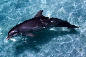 Дельфінарій відкриється в новосибірську Дельфінарій відкриється в новосибірську